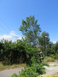 20150725 Baum über Straße L566 Nwr 2